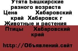 Утята Башкирские разного возраста › Цена ­ 200 - Хабаровский край, Хабаровск г. Животные и растения » Птицы   . Хабаровский край